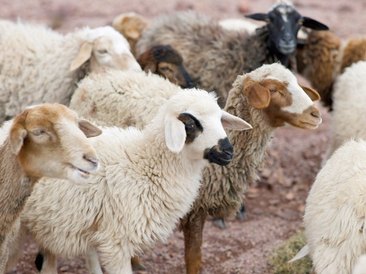 The Parable of the Lost Sheep