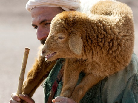The Parable of the Lost Sheep